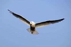 800px-Bird_in_flight_wings_spread