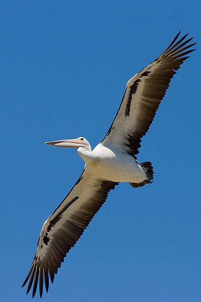 400px-Australian_pelican_in_flight